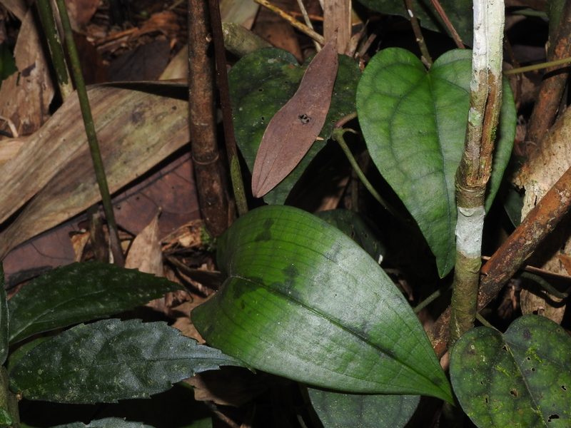 Cryptostylis taiwaniana, photographed by Jacy Chen