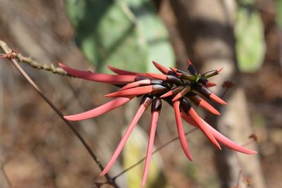 Erythrina goldmanii, photographed by Neptalí Ramírez Marcial