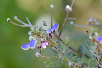 Marina spiciformis, photographed by Neptalí Ramírez Marcial
