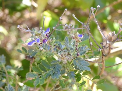 Marina spiciformis, photographed by Neptalí Ramírez Marcial