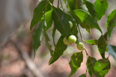 Agonandra racemosa, photographed by Neptalí Ramírez Marcial