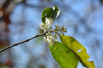 Psychopterys multiflora, photographed by Neptalí Ramírez Marcial