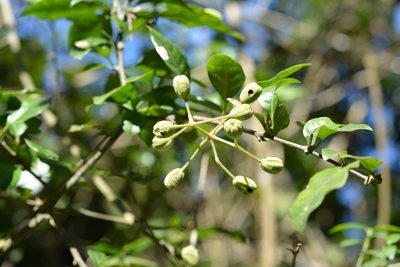 Pisonia macranthocarpa, photographed by Neptalí Ramírez Marcial