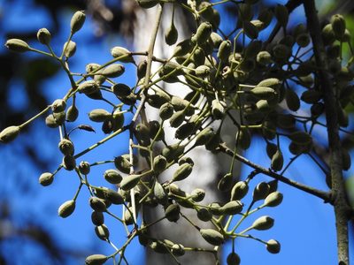Pisonia macranthocarpa, photographed by Neptalí Ramírez Marcial