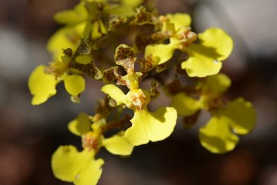 Trichocentrum cebolleta, photographed by Neptalí Ramírez Marcial