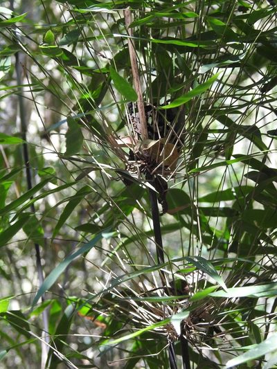 Rhipidocladum pittieri, photographed by Neptalí Ramírez Marcial