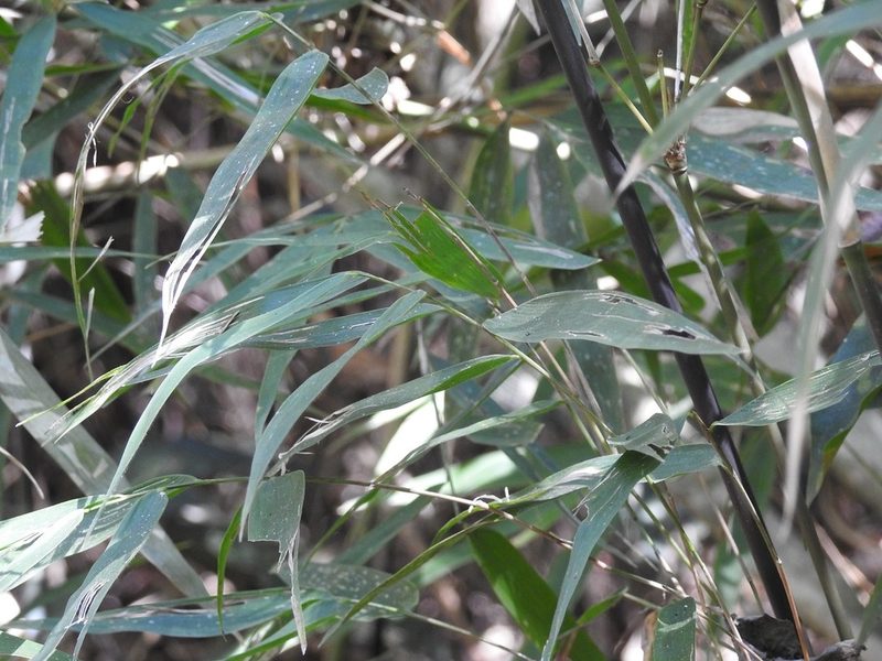 Rhipidocladum pittieri, photographed by Neptalí Ramírez Marcial