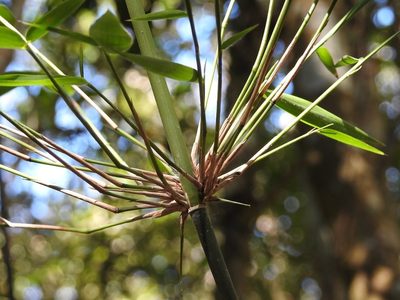 Rhipidocladum pittieri, photographed by Neptalí Ramírez Marcial