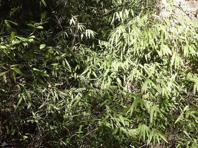 Rhipidocladum pittieri, photographed by Neptalí Ramírez Marcial