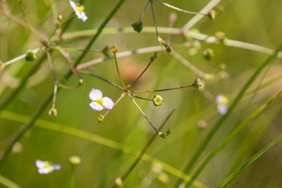 Alisma lanceolatum, photographed by WATANABE Hitoshi 渡辺仁