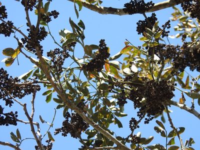 Zanthoxylum quassiifolium, photographed by Neptalí Ramírez Marcial