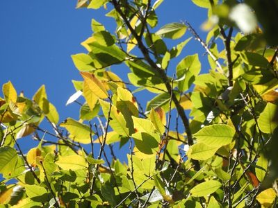 Ulmus ismaelis, photographed by Neptalí Ramírez Marcial