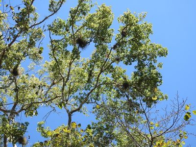 Ulmus ismaelis, photographed by Neptalí Ramírez Marcial