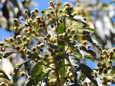 Lippia myriocephala, photographed by Neptalí Ramírez Marcial