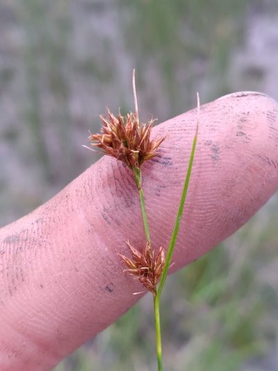 Rhynchospora harperi, photographed by Scott Ward