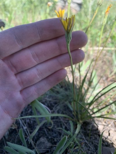 Microseris nutans, photographed by Spencer Quayle