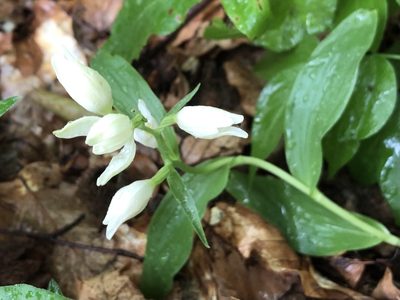 Cephalanthera damasonium, photographed by Pavel Kacl