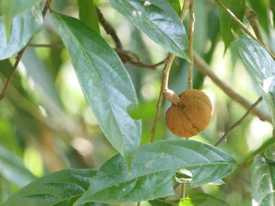 Hydnocarpus pentandrus, photographed by Dinesh Valke