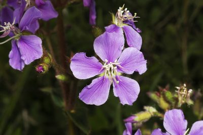 Chaetogastra gracilis, photographed by Daniel Mesa