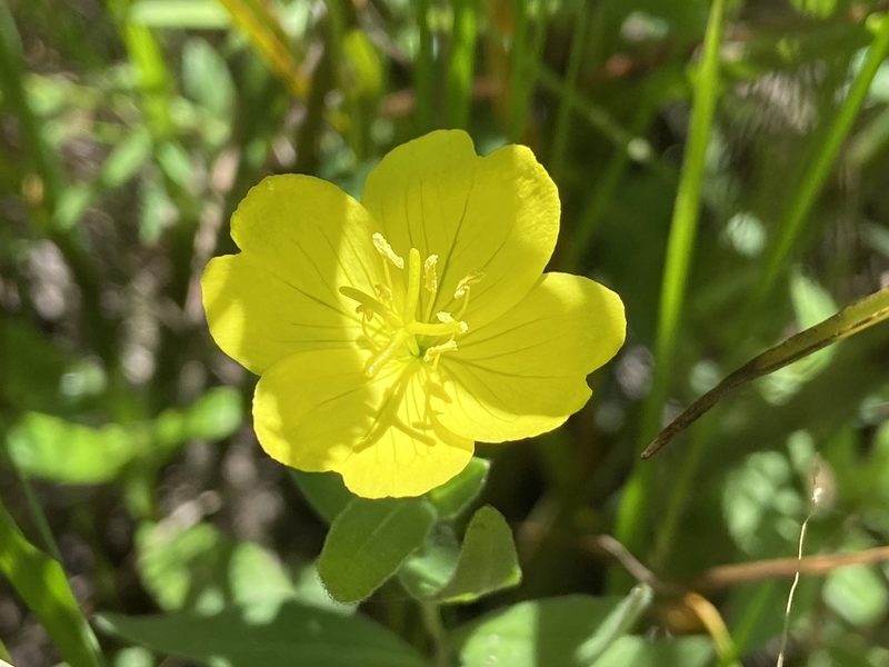 Oenothera sessilis, photographed by Reid Hardin