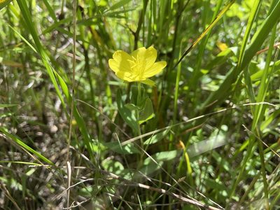 Oenothera sessilis, photographed by Reid Hardin