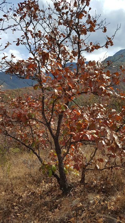Quercus magnoliifolia, photographed by Eugenio Padilla