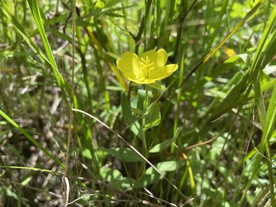 Oenothera sessilis, photographed by Reid Hardin