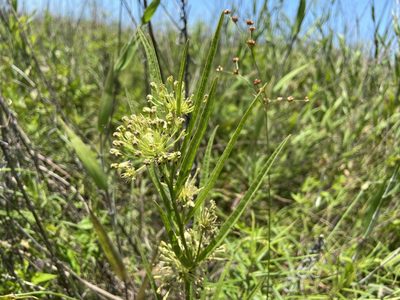Asclepias hirtella, photographed by Reid Hardin