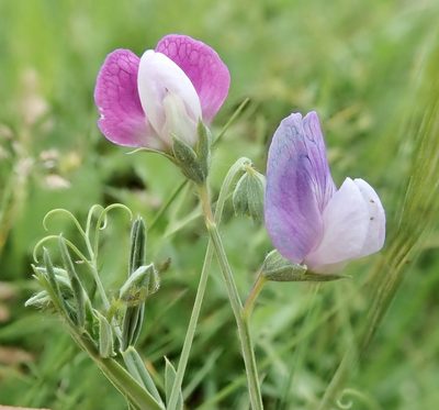 Lathyrus hirsutus, photographed by Paul Cook