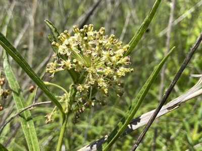 Asclepias hirtella, photographed by Reid Hardin