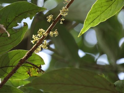 Actinodaphne angustifolia, photographed by Dinesh Valke