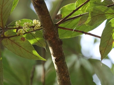Actinodaphne angustifolia, photographed by Dinesh Valke