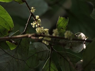 Actinodaphne angustifolia, photographed by Dinesh Valke