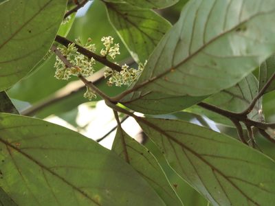 Actinodaphne angustifolia, photographed by Dinesh Valke