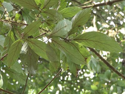 Actinodaphne angustifolia, photographed by Dinesh Valke