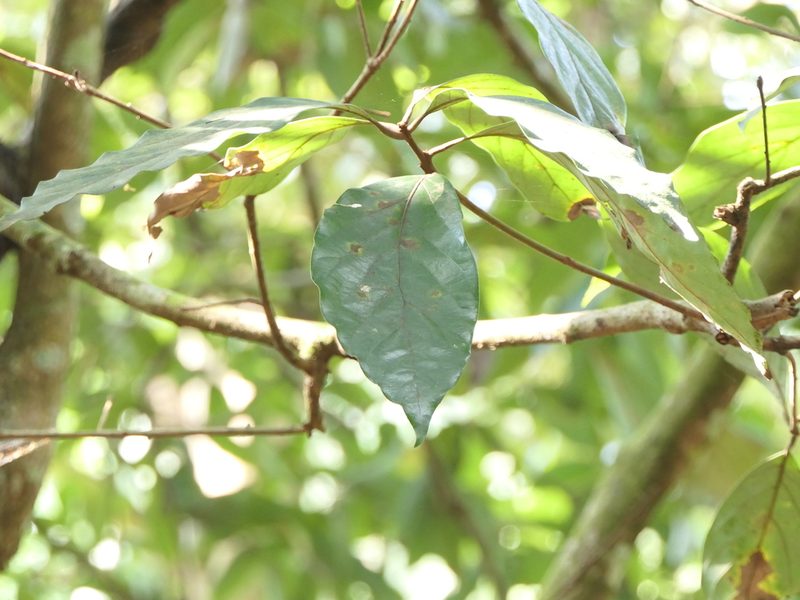 Actinodaphne angustifolia, photographed by Dinesh Valke