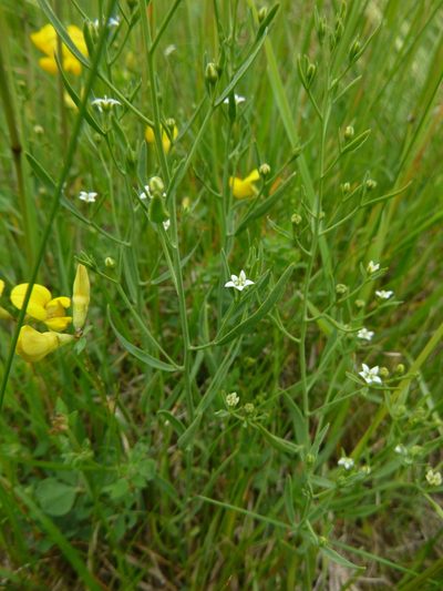 Thesium pyrenaicum, photographed by Gabriel Mayrhofer