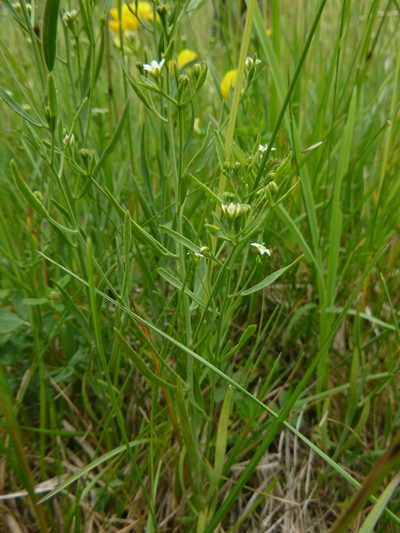 Thesium pyrenaicum, photographed by Gabriel Mayrhofer