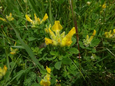 Chamaecytisus supinus, photographed by Gabriel Mayrhofer