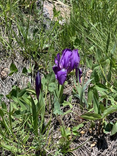 Iris furcata, photographed by Марина Ландшафтное бюро LOOK
