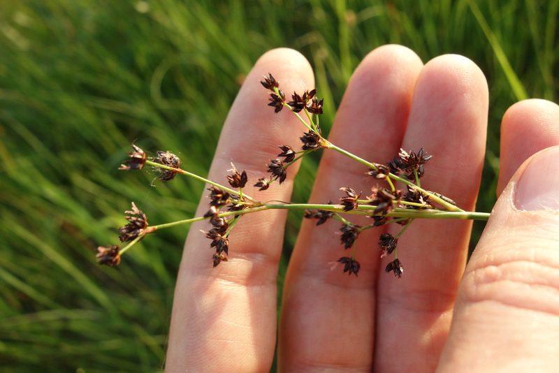 Juncus atratus, photographed by Aleksei Baushev