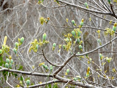 Ceiba aesculifolia, photographed by Francisco Farriols Sarabia