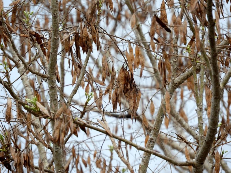 Conzattia sericea, photographed by Francisco Farriols Sarabia