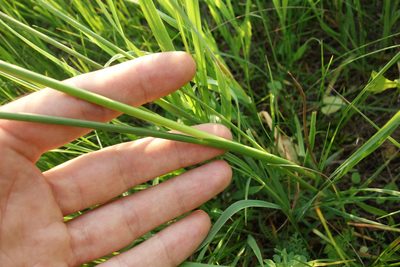 Juncus atratus, photographed by Aleksei Baushev