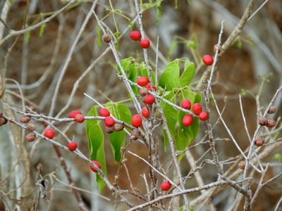 Spondias purpurea, photographed by Francisco Farriols Sarabia