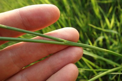 Juncus atratus, photographed by Aleksei Baushev
