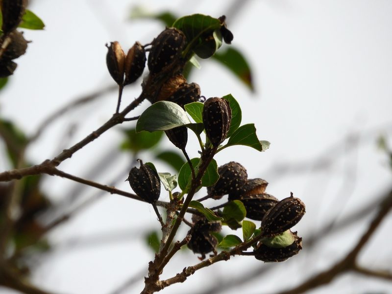 Hintonia latiflora, photographed by Francisco Farriols Sarabia