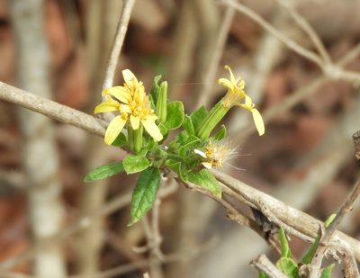 Trixis pterocaulis, photographed by Francisco Farriols Sarabia