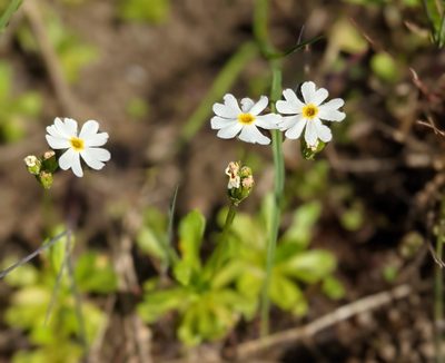 Primula mistassinica, photographed by Todd Boland