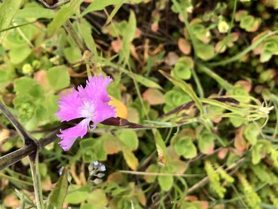 Dianthus gratianopolitanus, photographed by Pavel Kacl